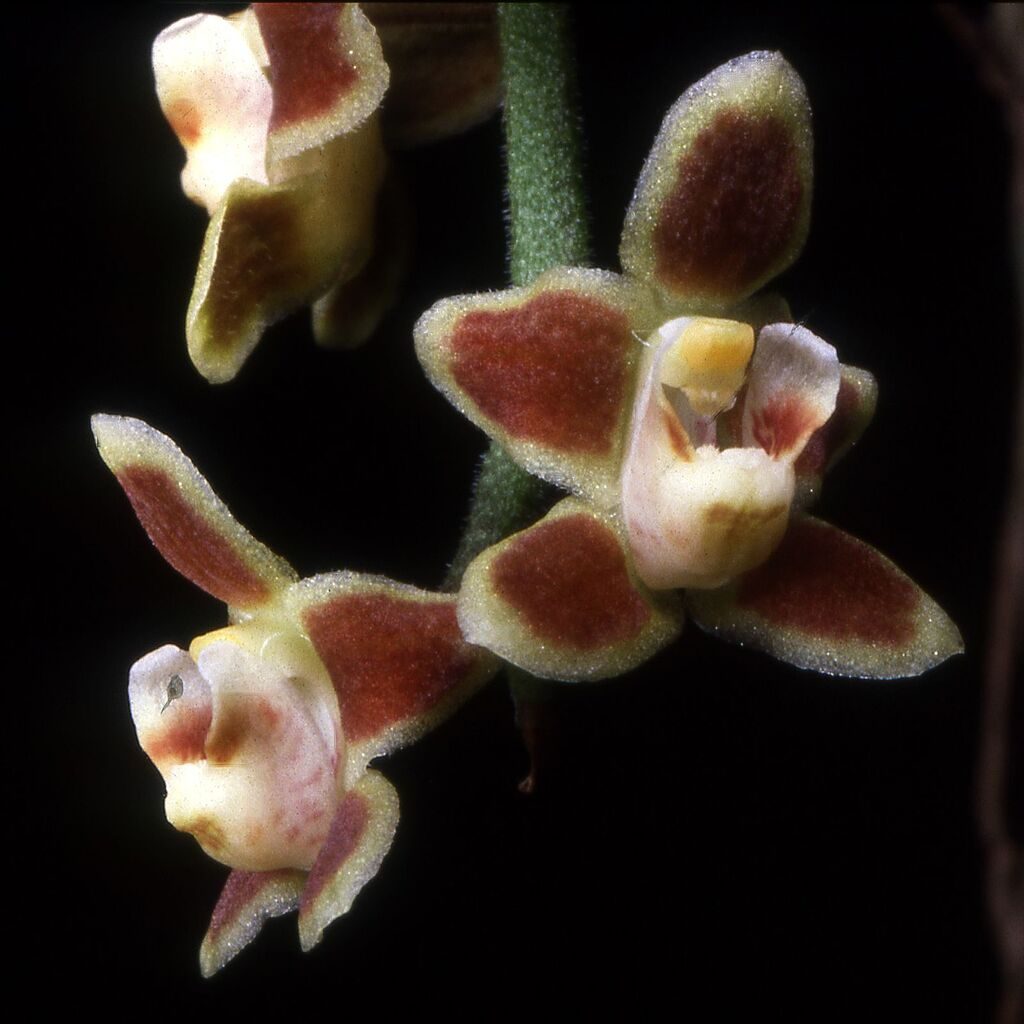 Chiloschista lunifera