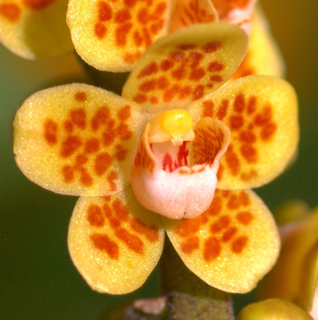 Chiloschista parishii