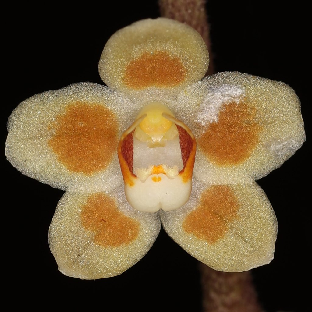 Chiloschista ramifera