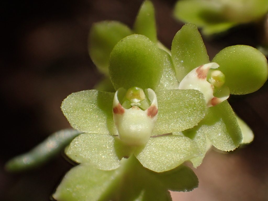 Chiloschista segawae