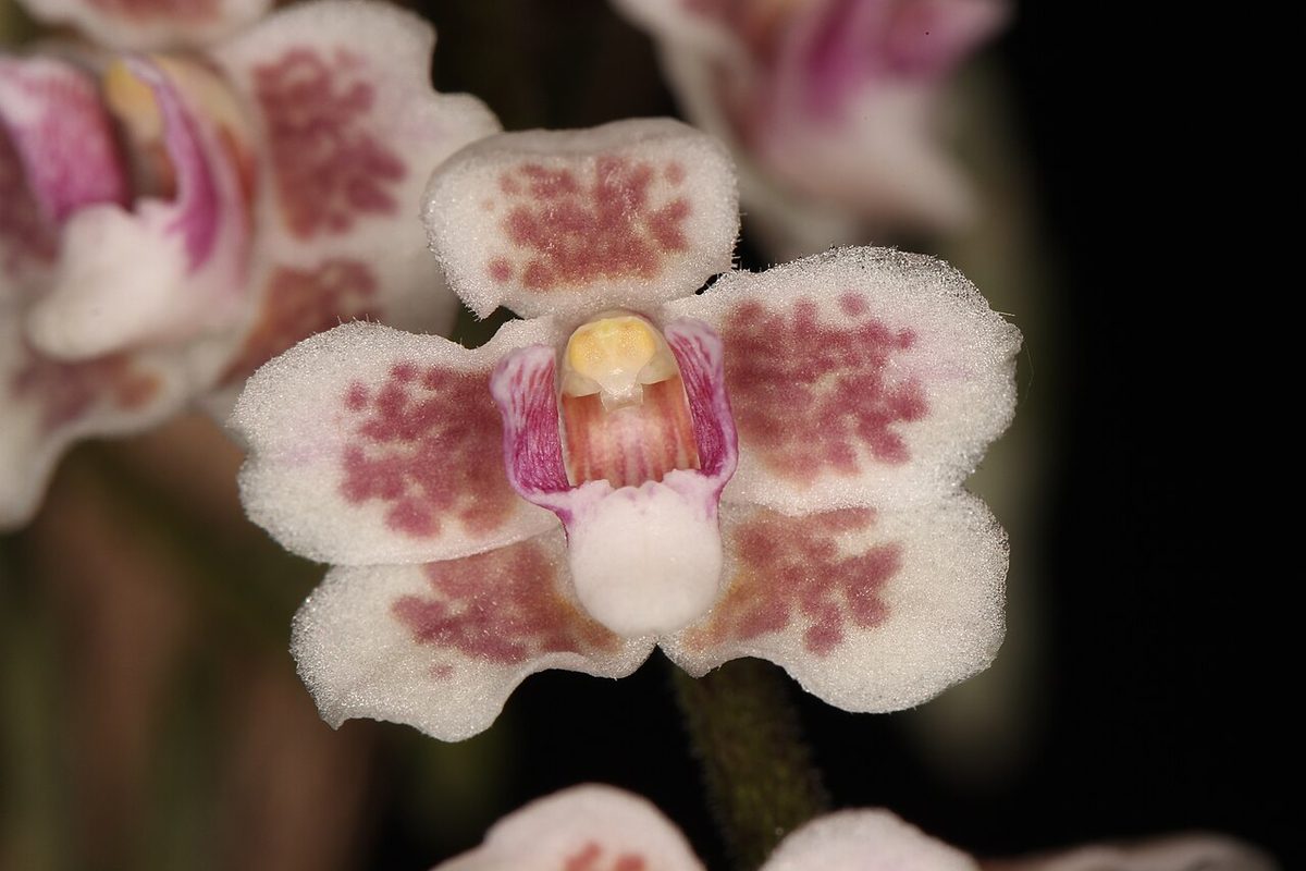 Chiloschista shanica