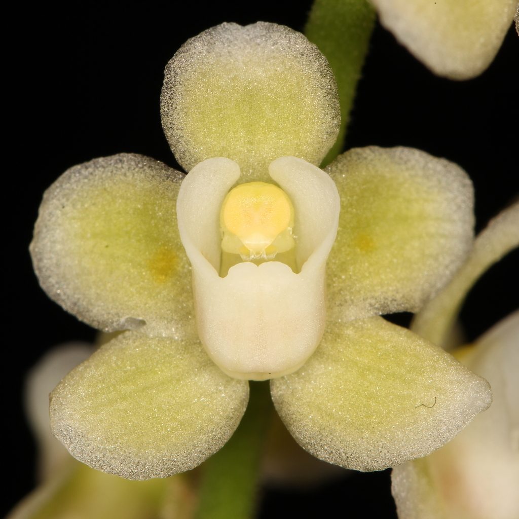 Chiloschista viridiflava