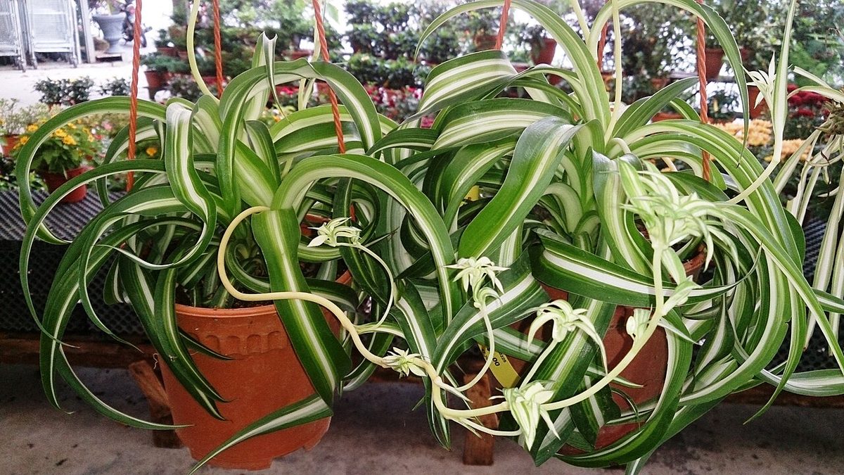 Chlorophytum comosum 'Bonnie'