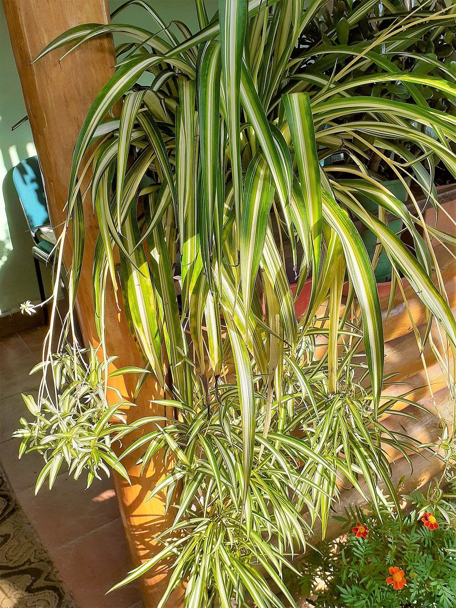 Chlorophytum comosum 'Variegatum'
