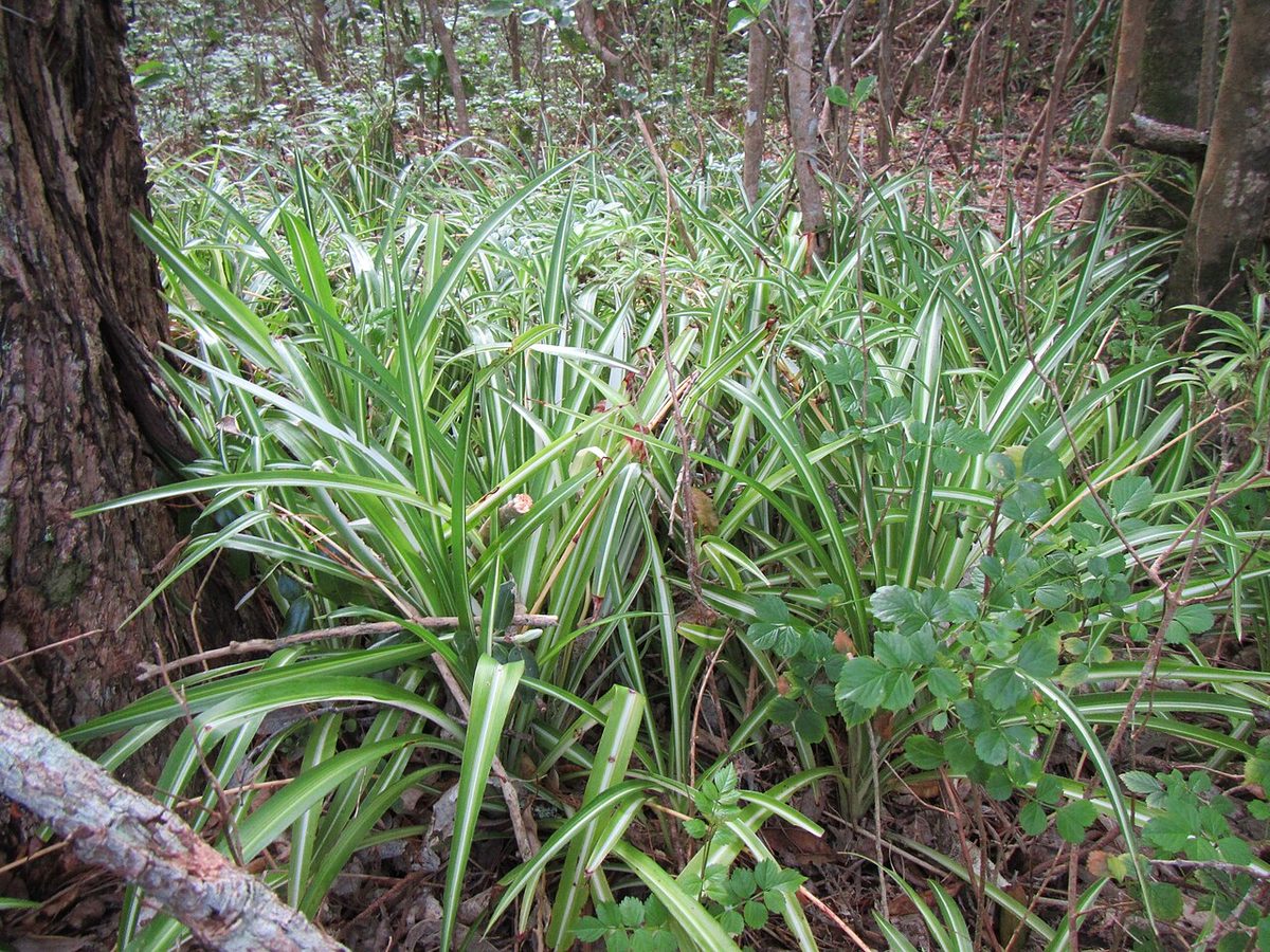 Chlorophytum comosum 'Vittatum'