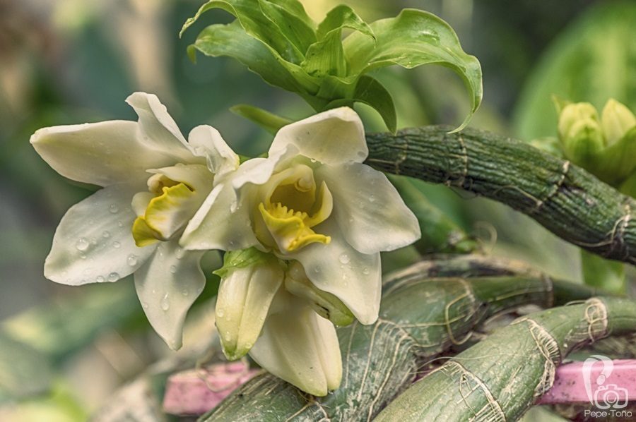 Chysis bractescens