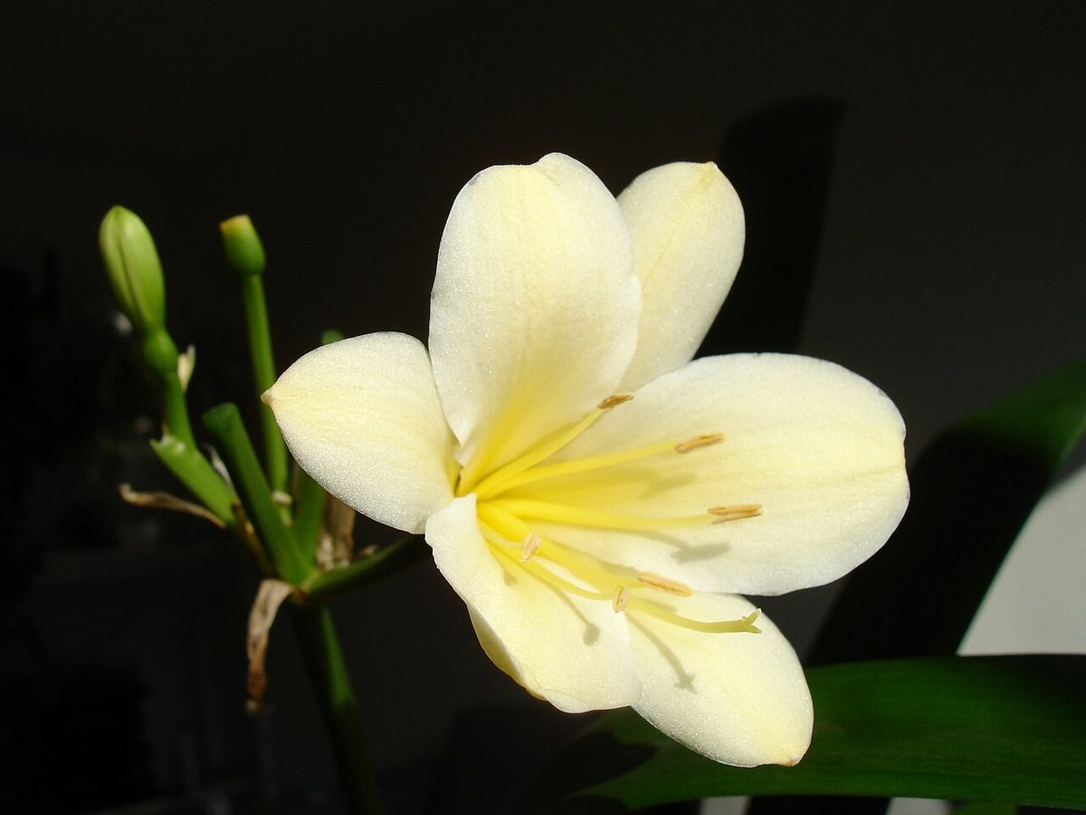 citrina