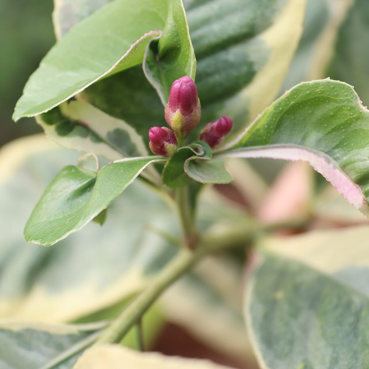 Rutaceae
