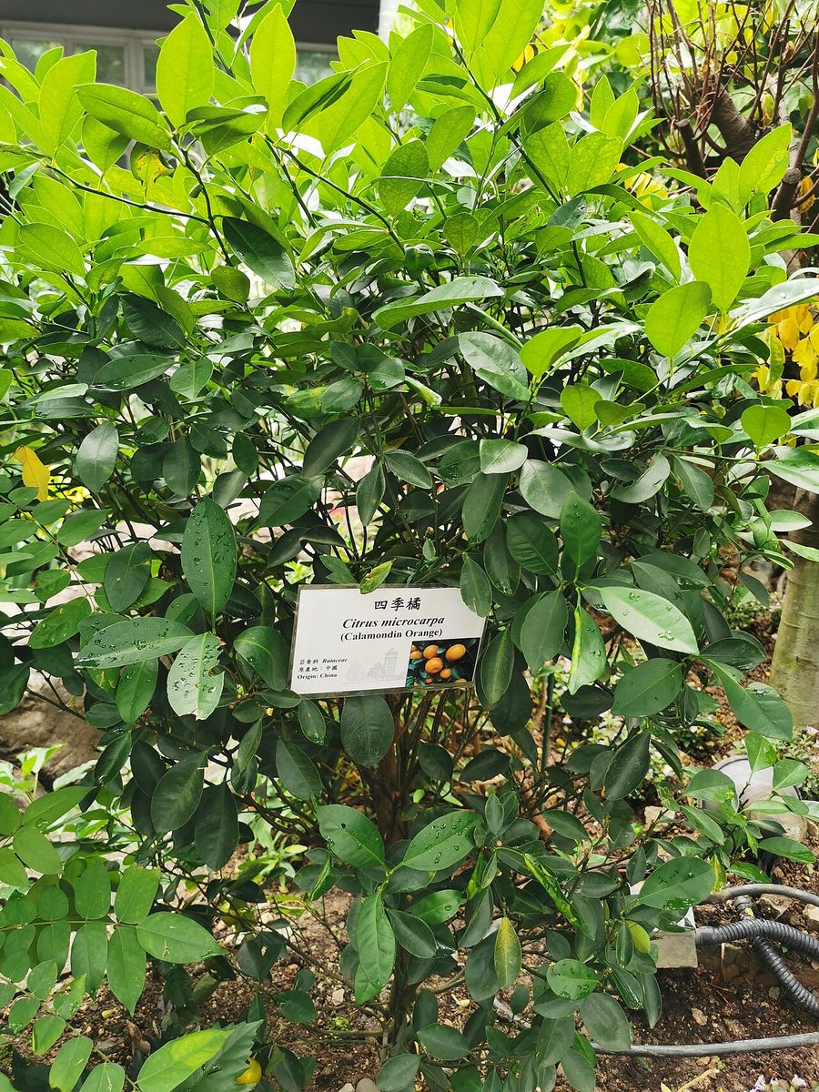 Citrus × microcarpa