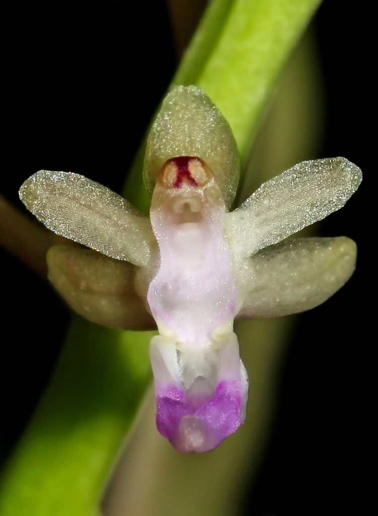 Cleisostoma