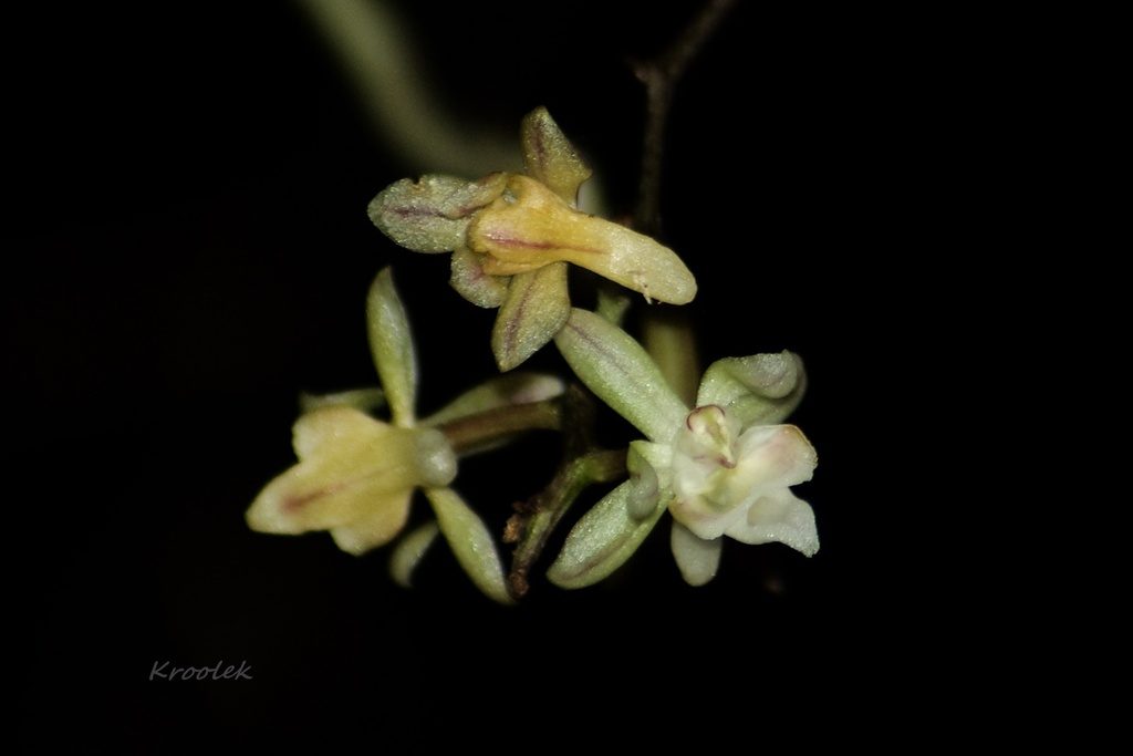 Cleisostoma discolor