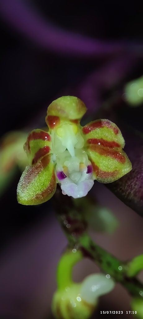Cleisostoma tenuifolium