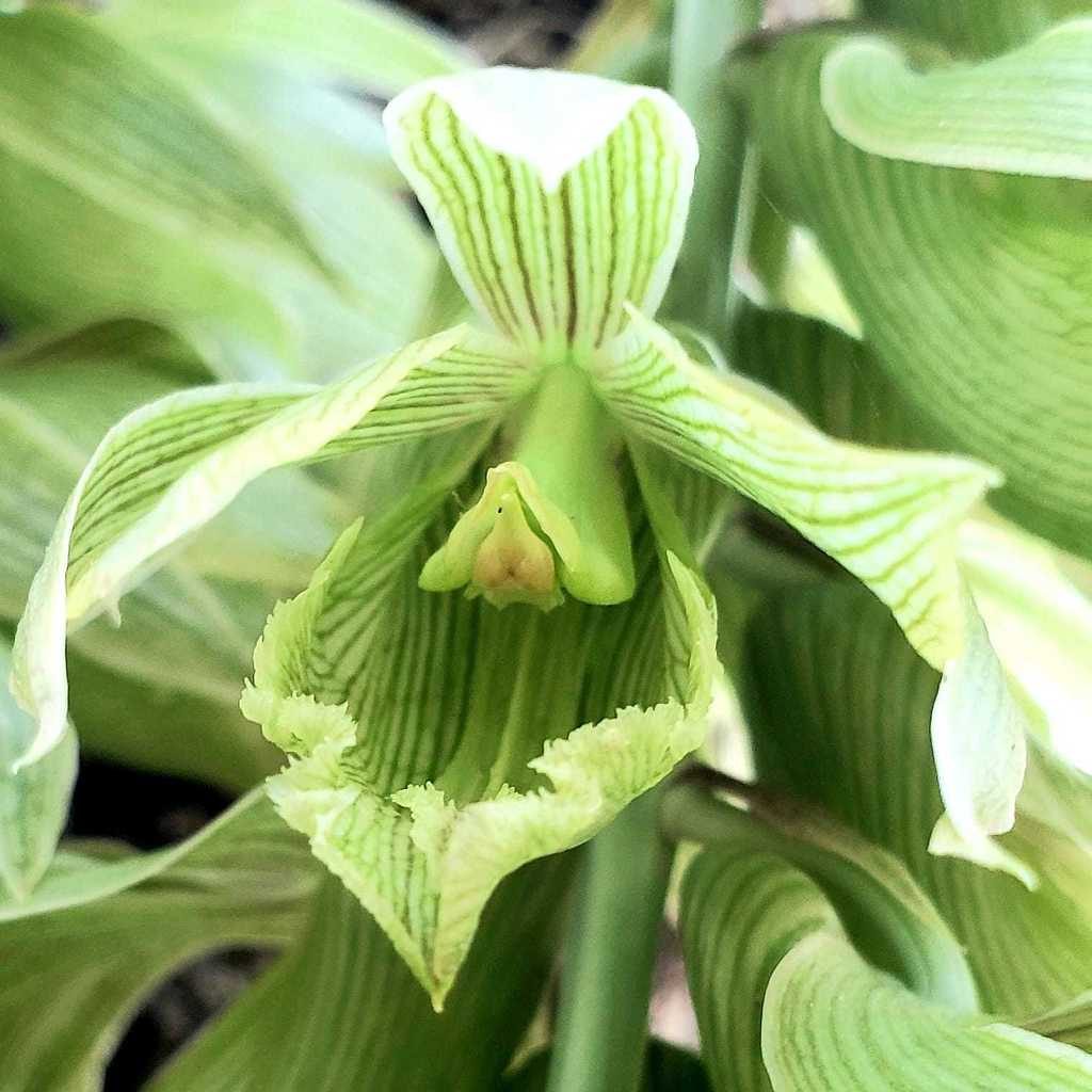 Clowesia dodsoniana