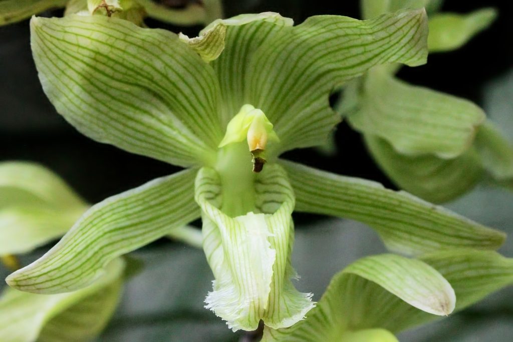 Clowesia