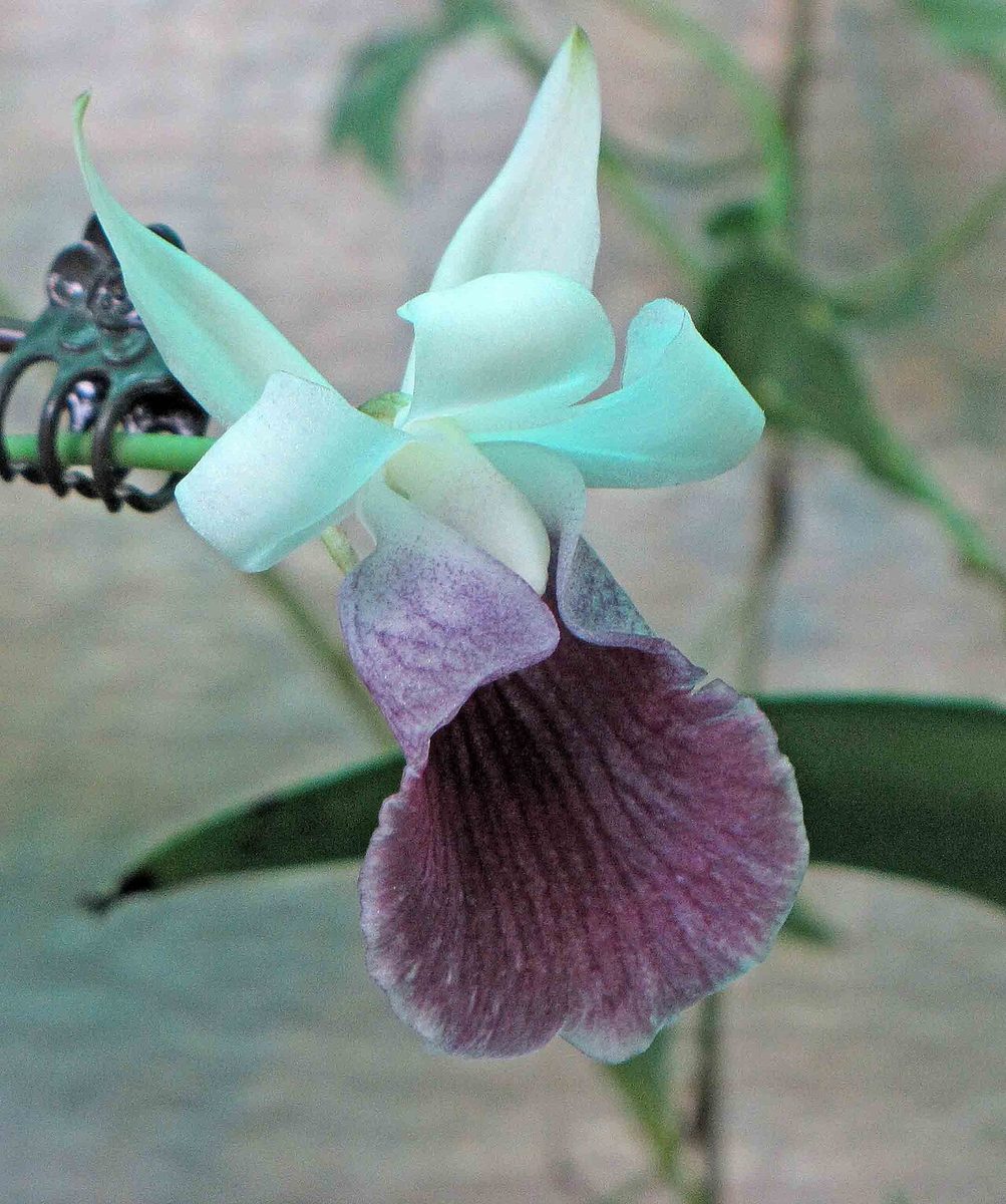 Cochleanthes