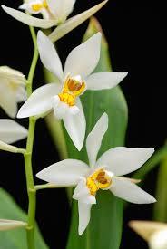 Coelogyne ochracea