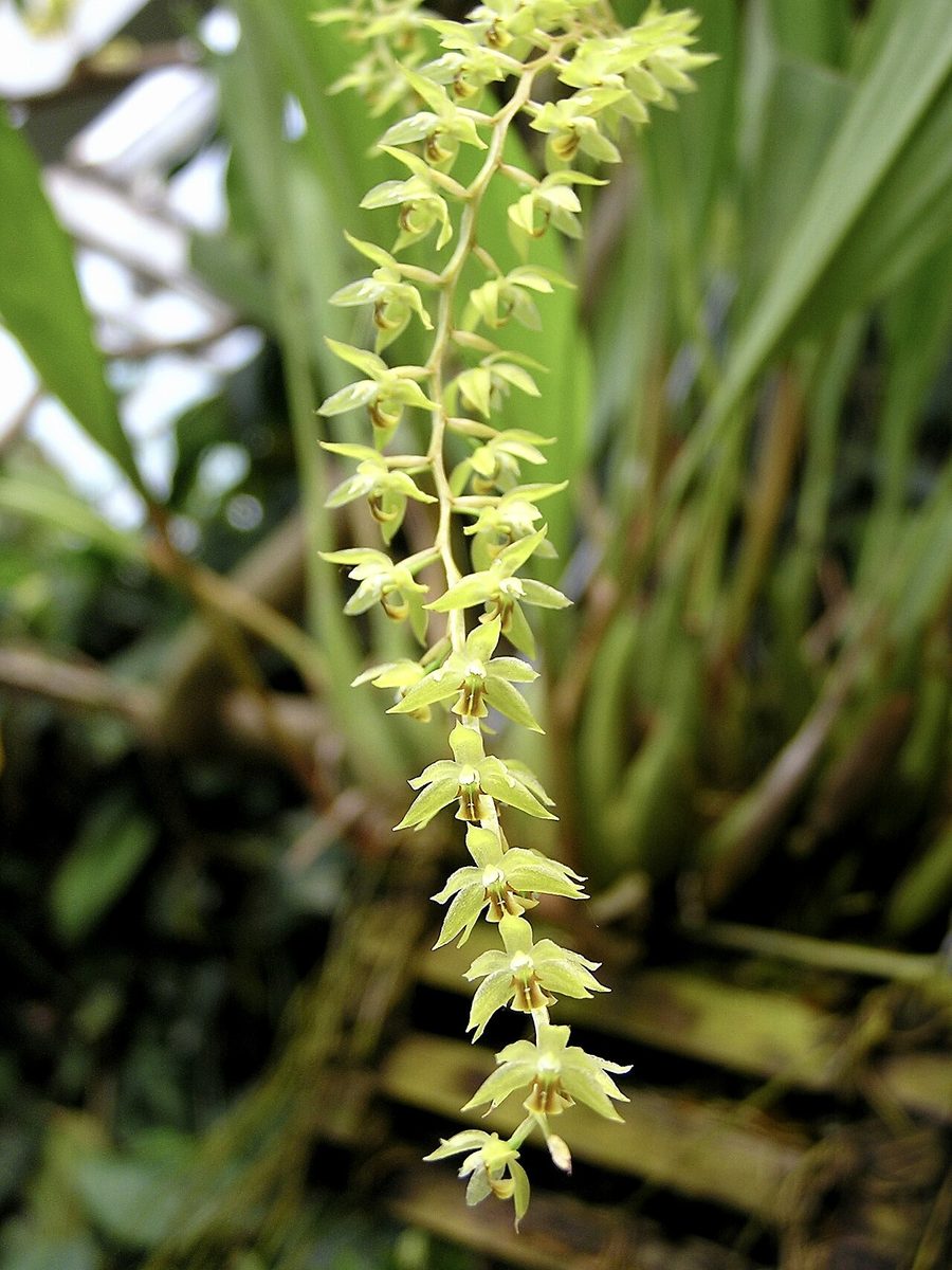 Coelogyne abbreviata