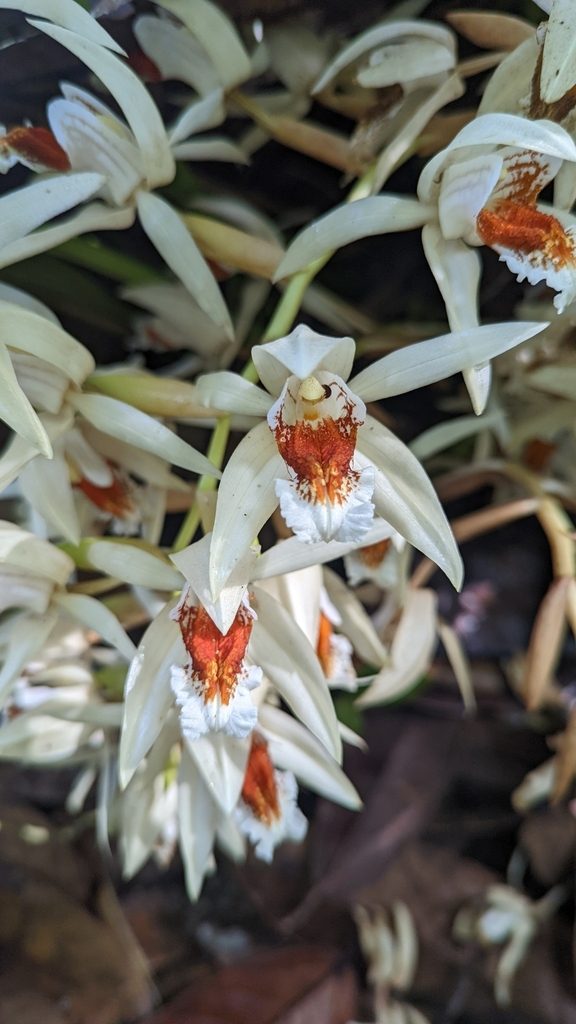 Coelogyne asperata