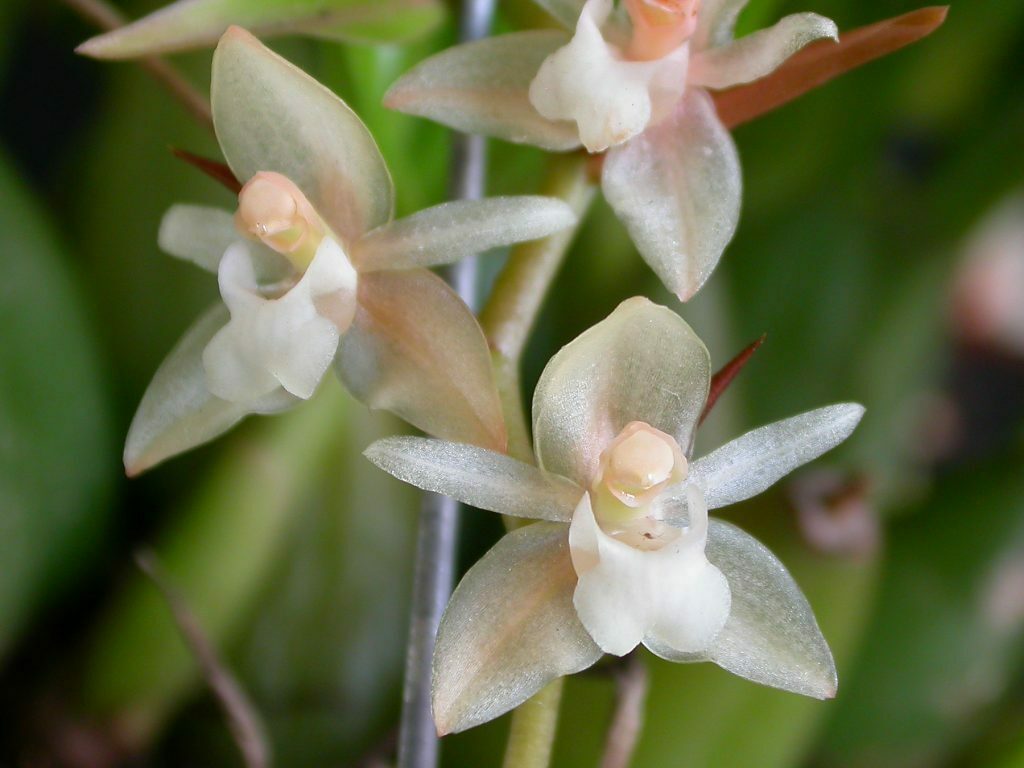 Coelogyne chinensis