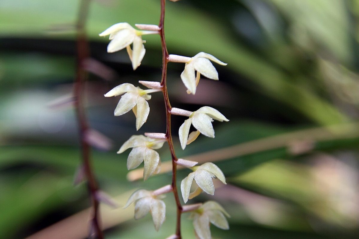 Coelogyne cobbiana