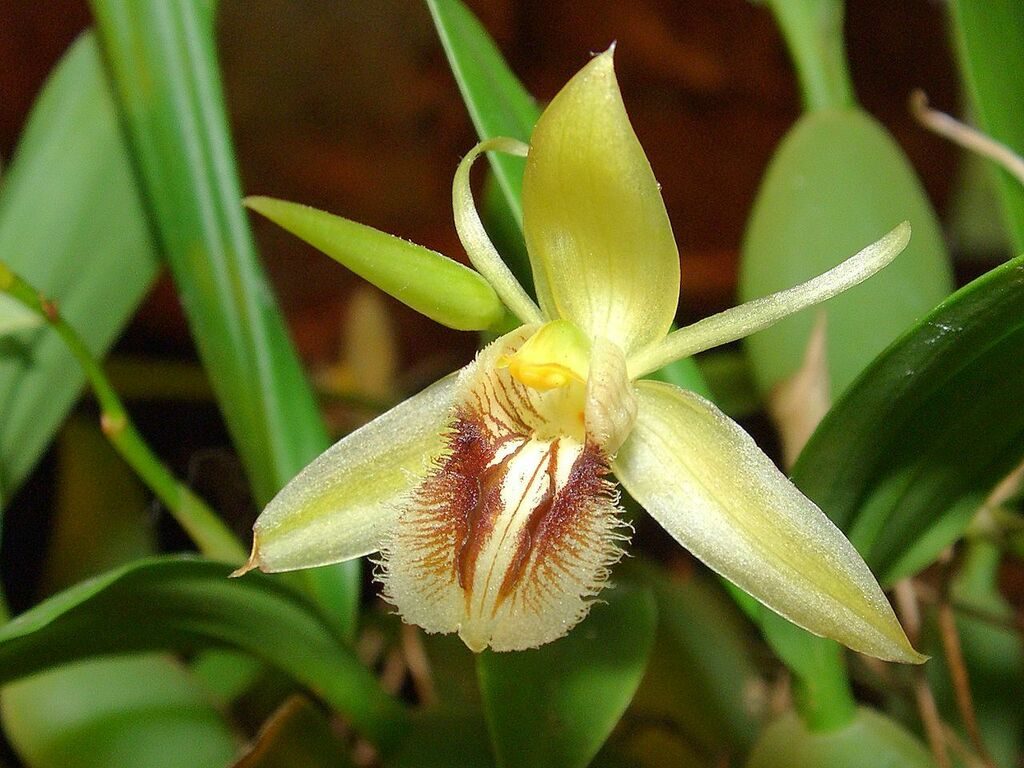 Coelogyne fimbriata