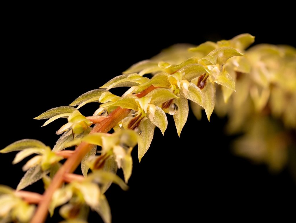 Coelogyne gracilis