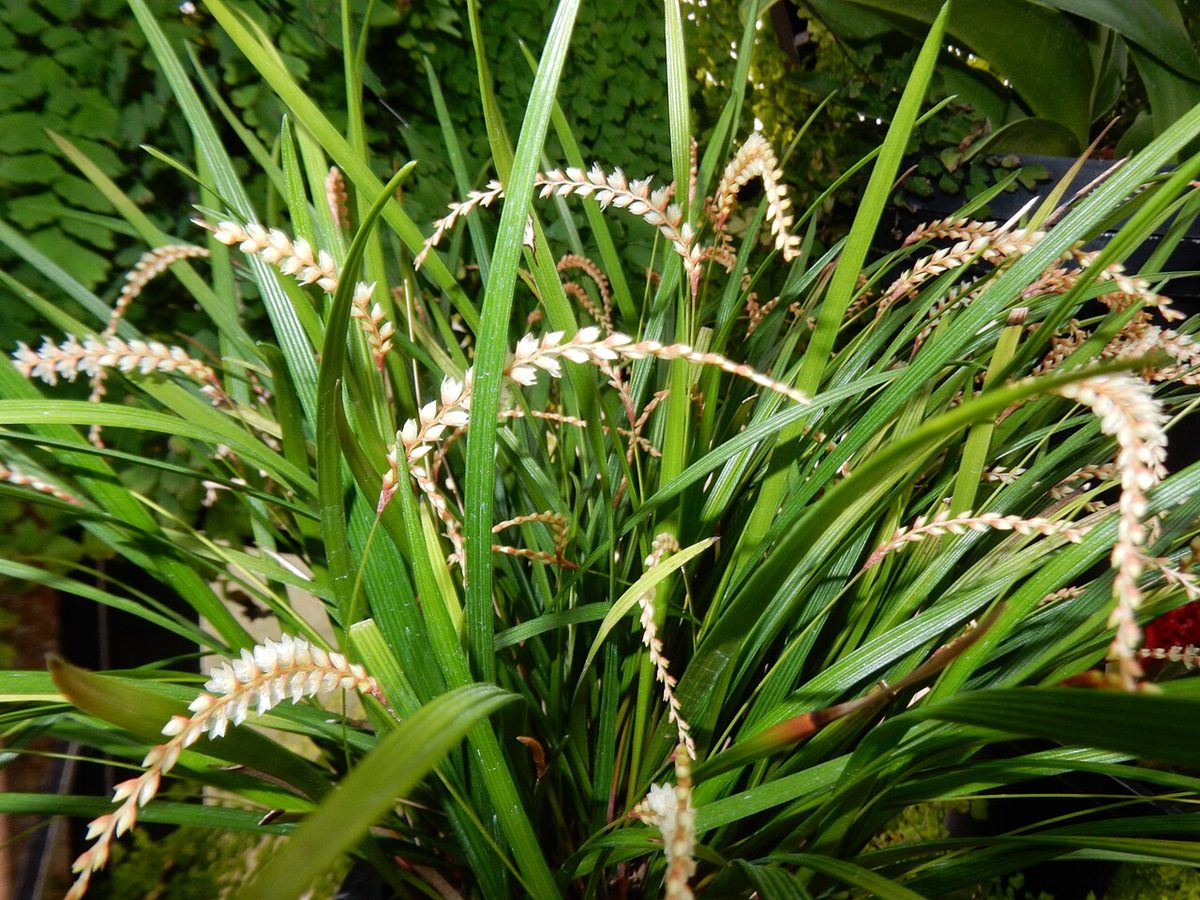 Coelogyne lagarophylla