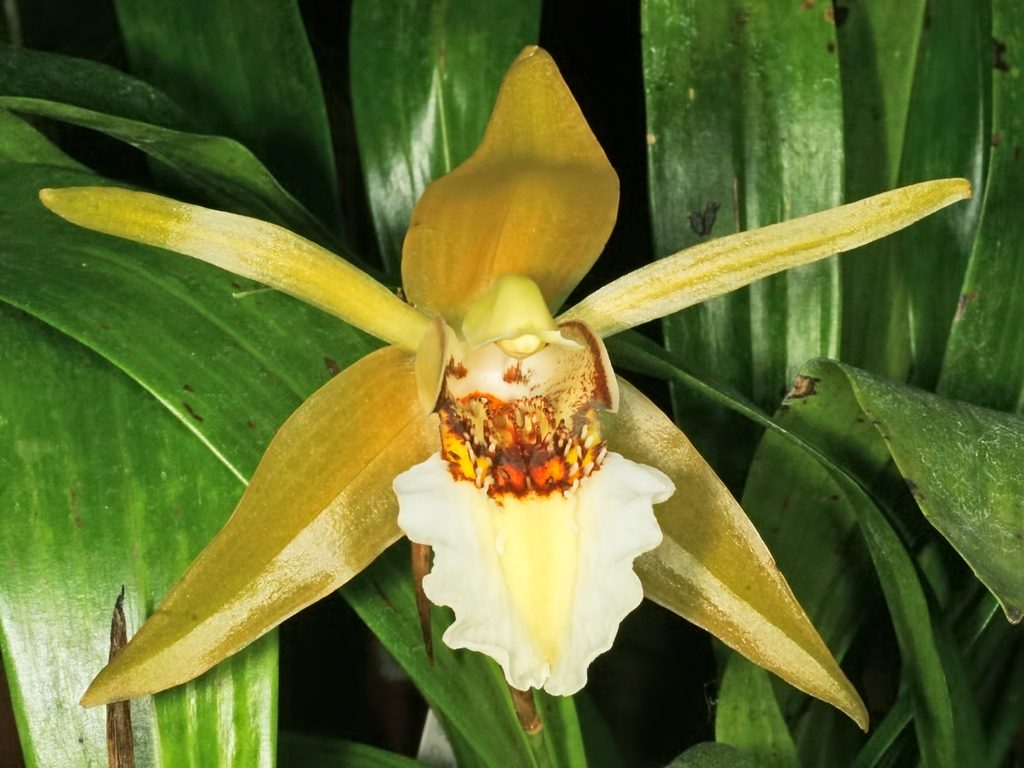Coelogyne lawrenceana