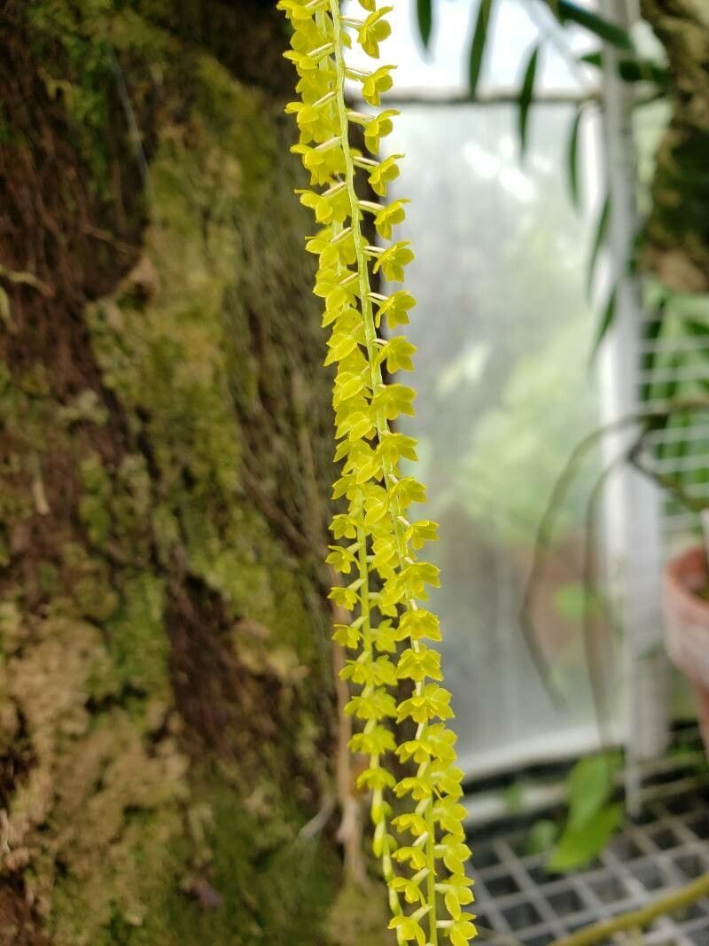 Coelogyne microchila