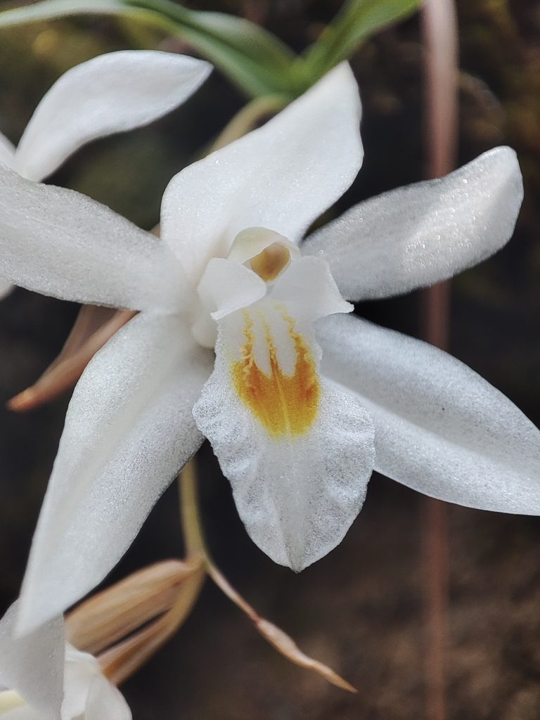 Coelogyne nervosa