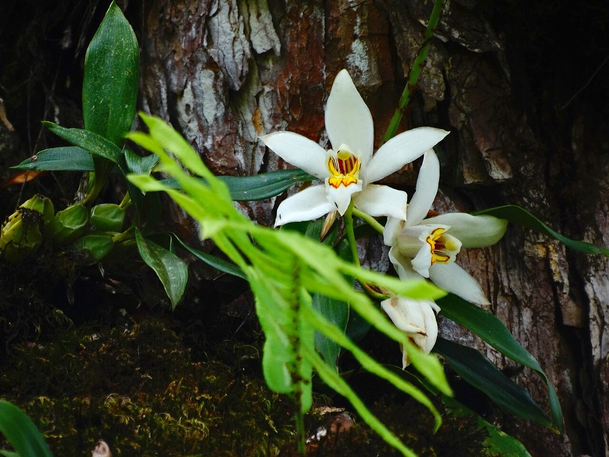 Coelogyne nitida