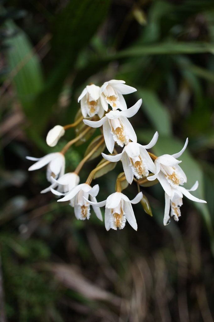 Coelogyne papillosa
