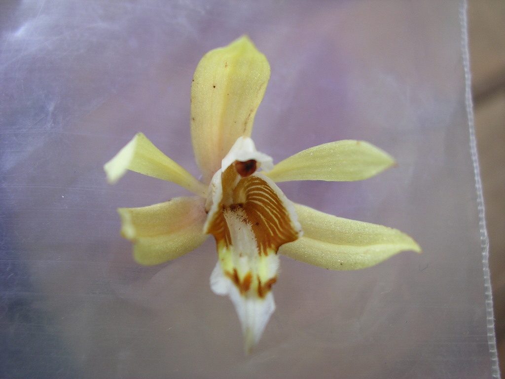 Coelogyne rochussenii