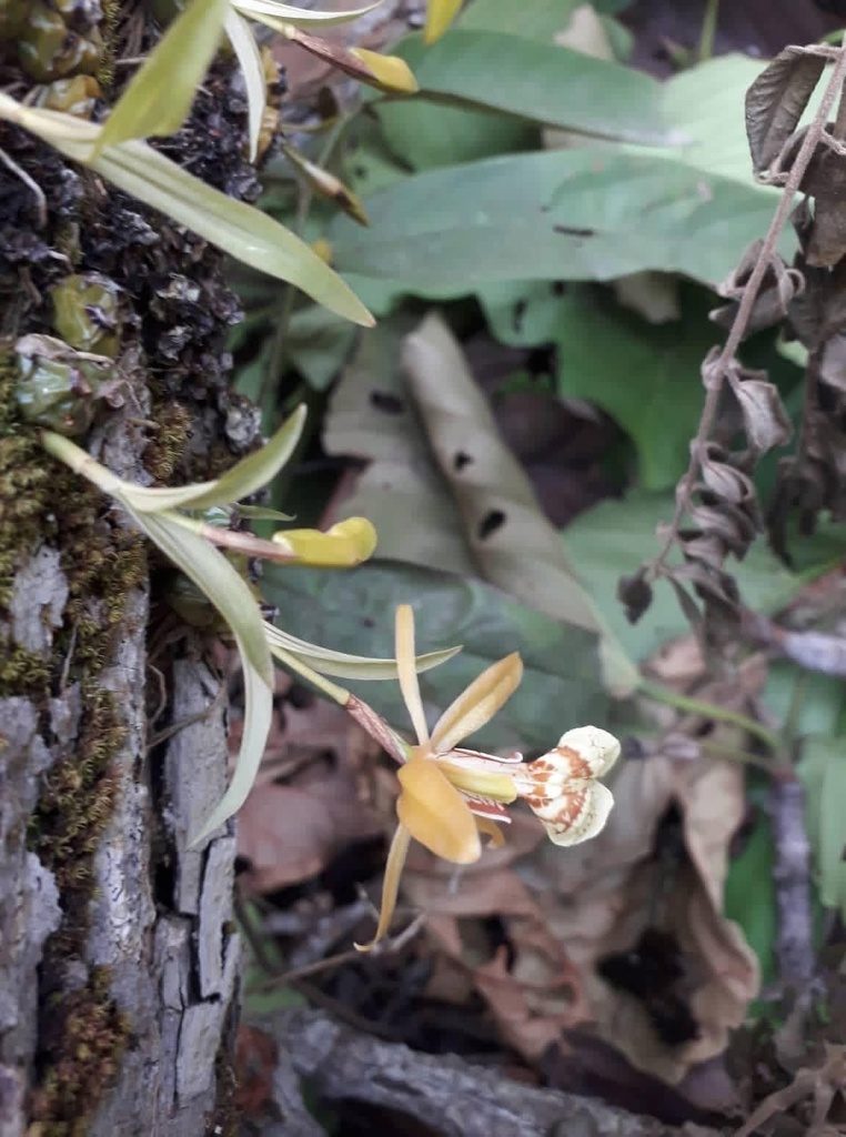 Coelogyne schilleriana