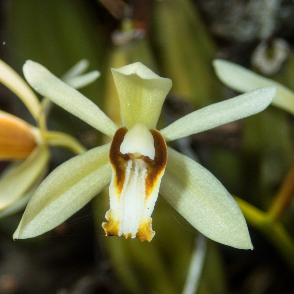 Coelogyne trinervis