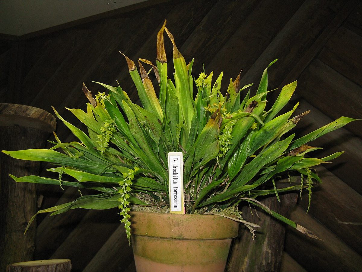 Coelogyne uncata