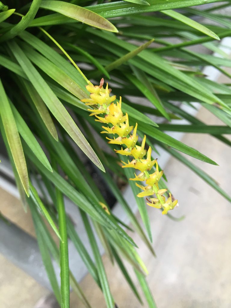 Coelogyne wenzelii