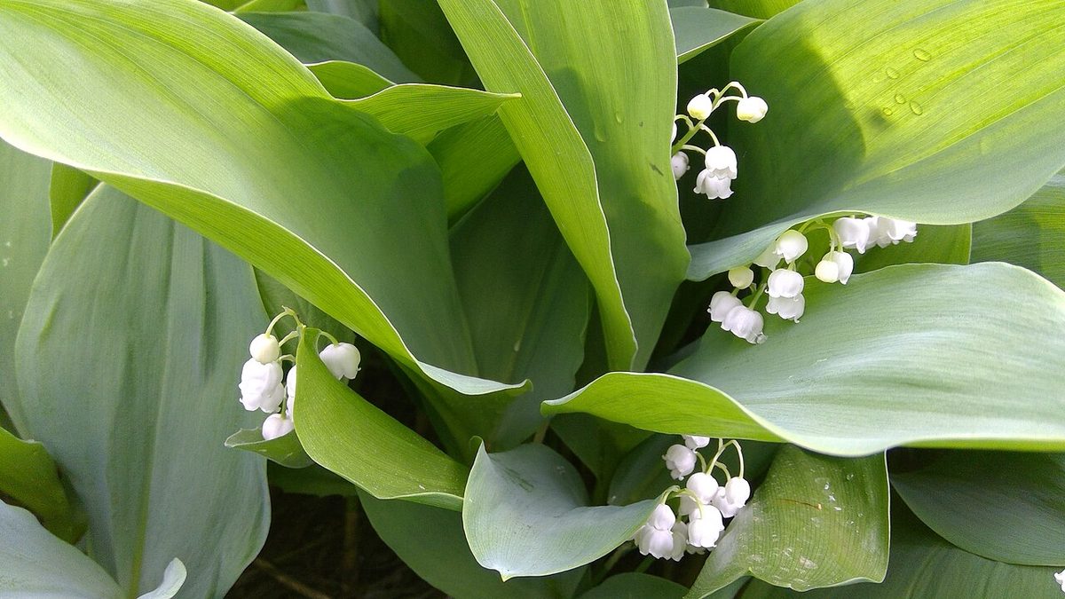 Convallaria