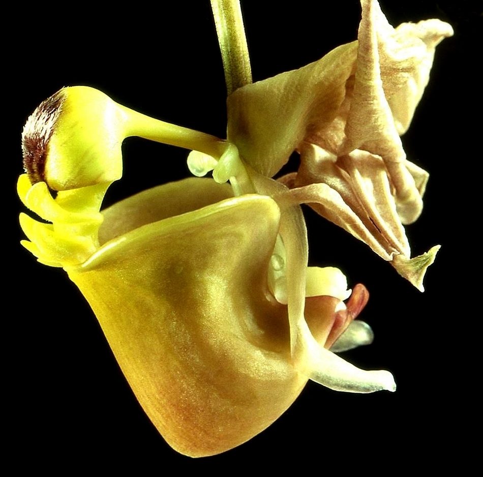 Coryanthes