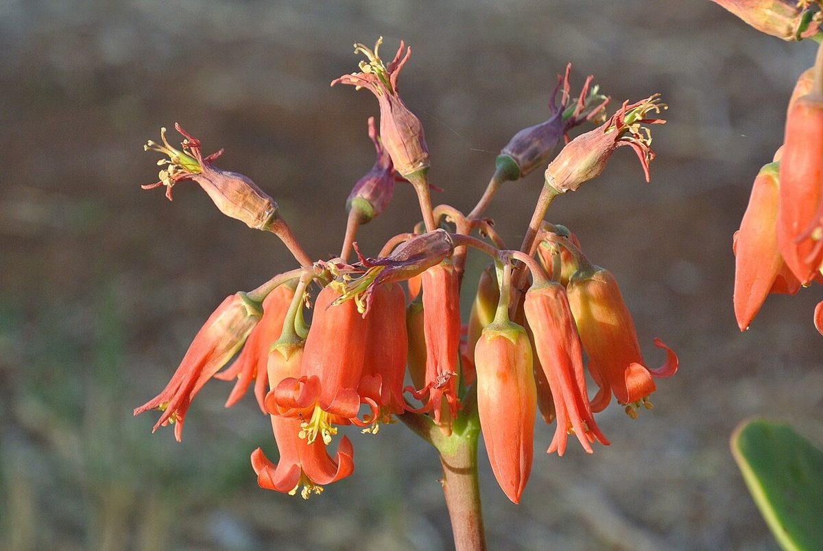 Cotyledon