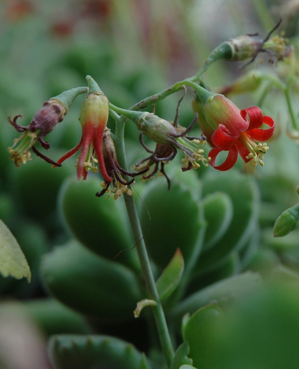 Cotyledon tomentosa