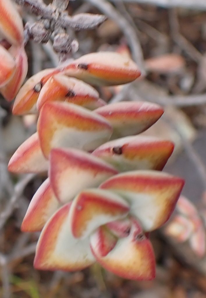 Crassula marnieriana