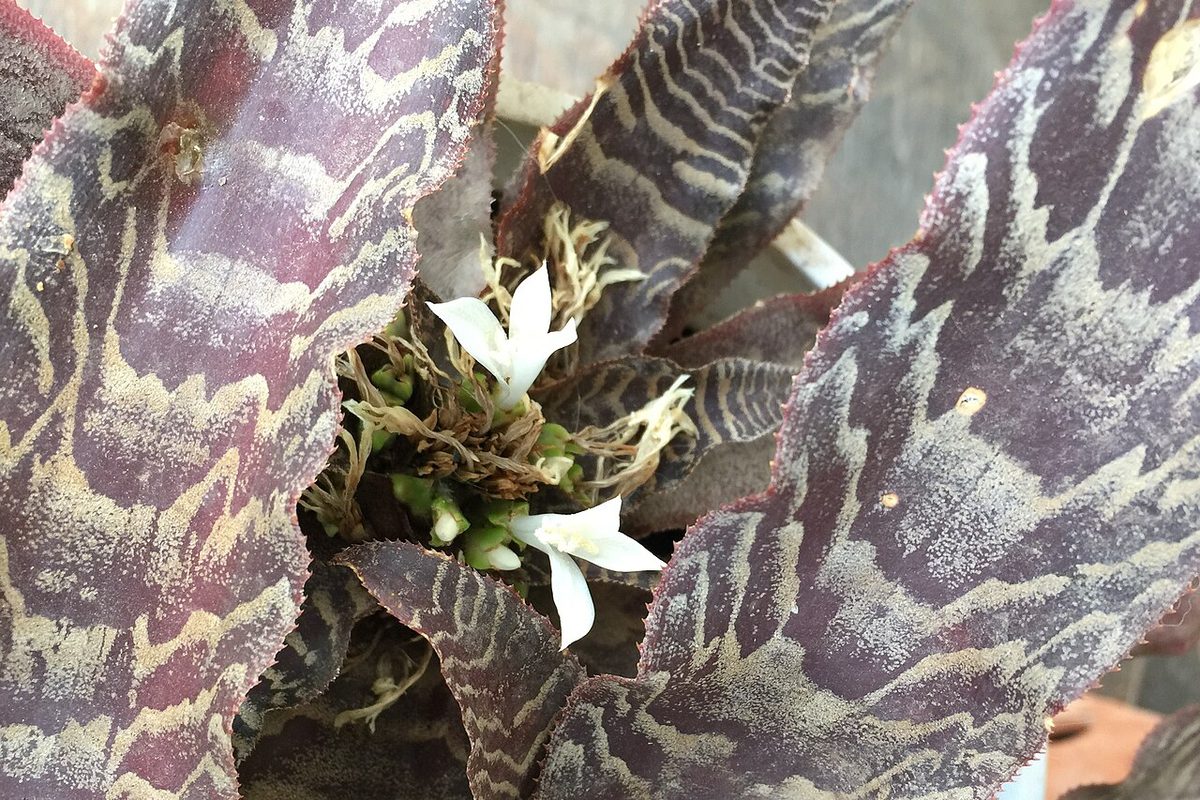 Cryptanthus fosterianus