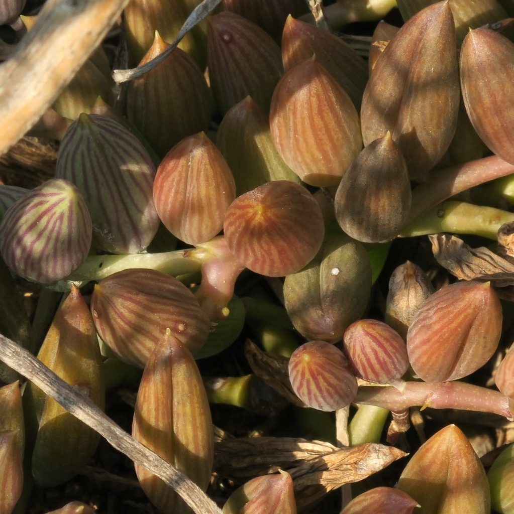 Curio herreianus