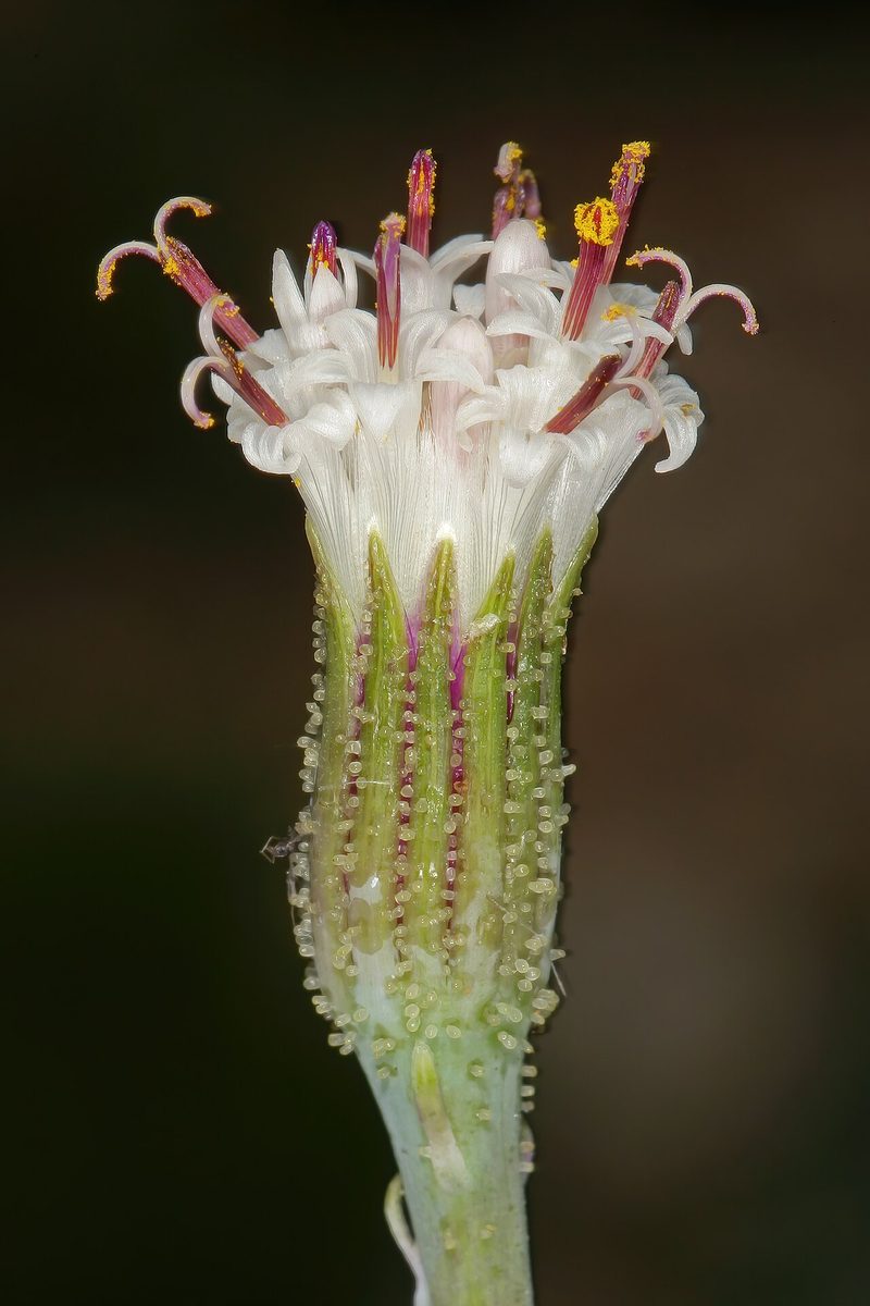 Curio radicans