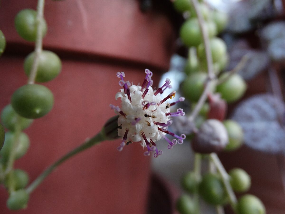Asteraceae