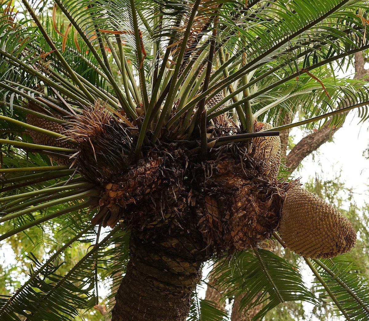 Cycadaceae