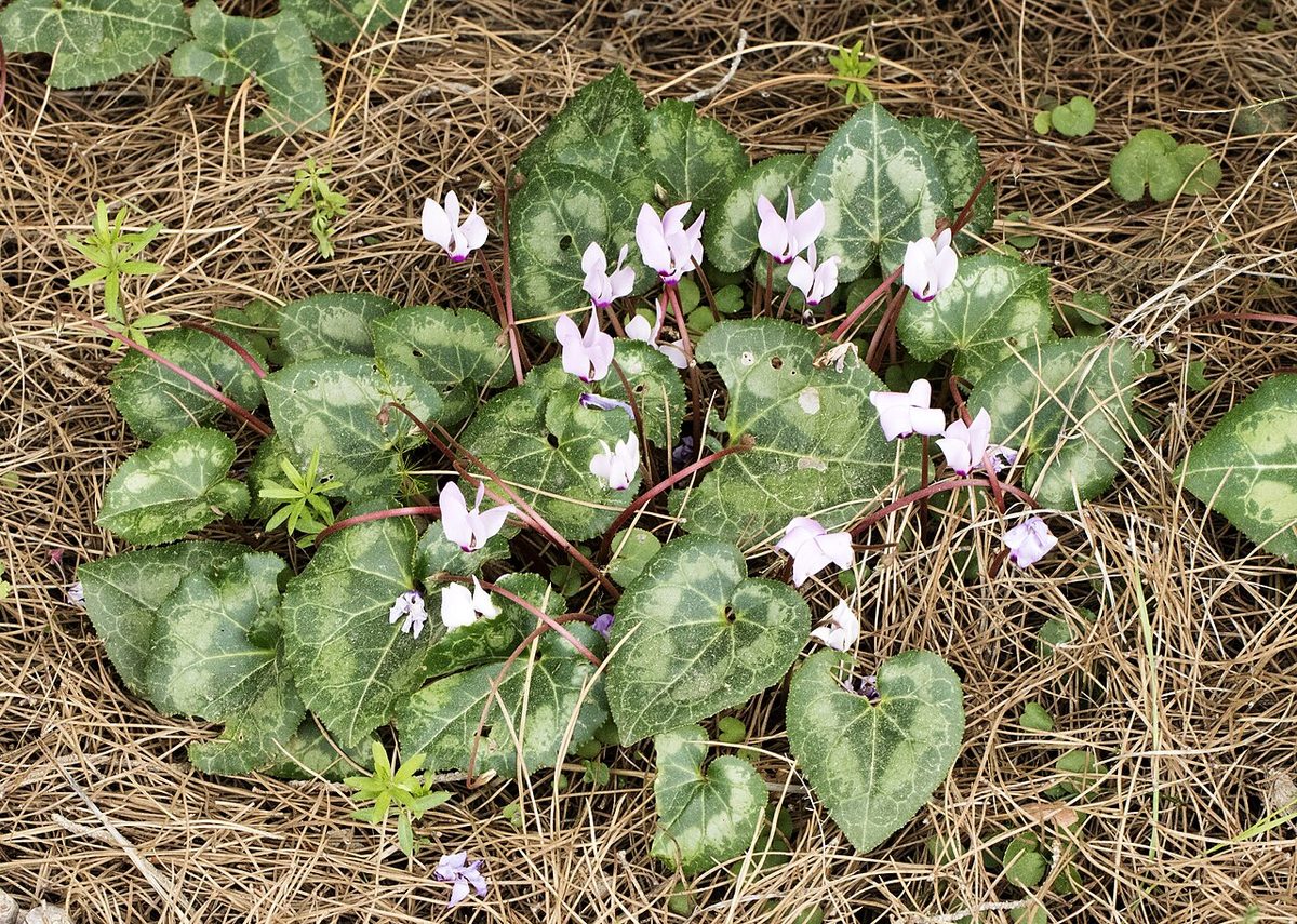 Primulaceae