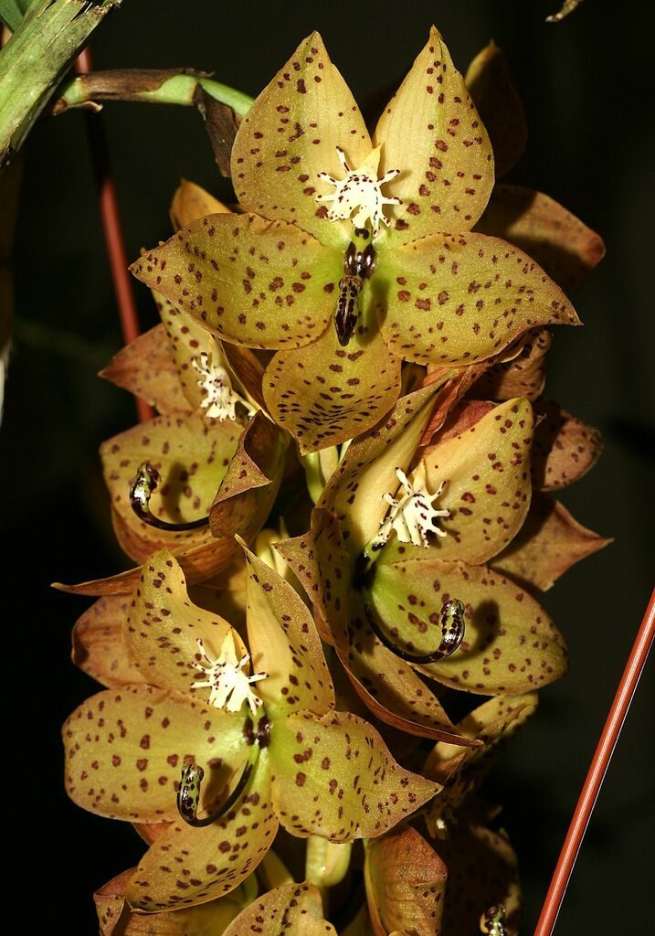 Cycnoches
