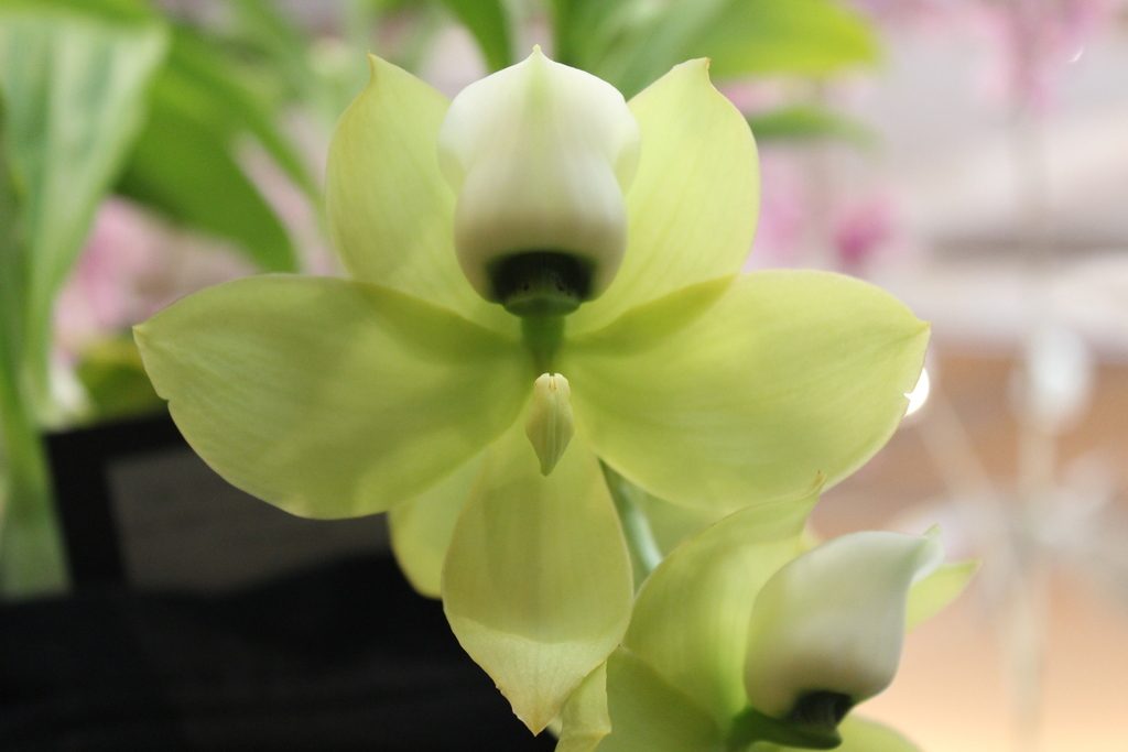 Cycnoches warszewiczii